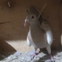 ماده خطی لیمویی|پرنده|شال, |دیوار