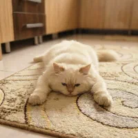 پرشین نر کاراملی|گربه|ارومیه, |دیوار