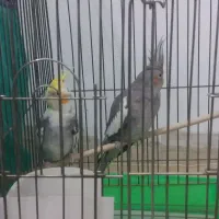 عروس هلندی|پرنده|اردکان, |دیوار