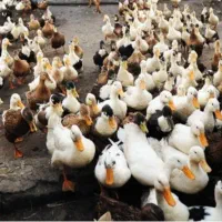 اوردک|حیوانات مزرعه|خاوه, |دیوار