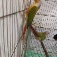 جفت گرین چیک|پرنده|قائن, |دیوار