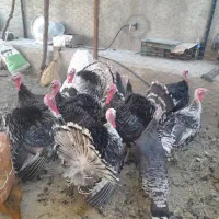 بوقلمون نرو ماده  ۸ ماهه|حیوانات مزرعه|جغتای, |دیوار