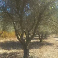 درخت زیتون|خدمات باغبانی و درختکاری|آزادشهر, |دیوار