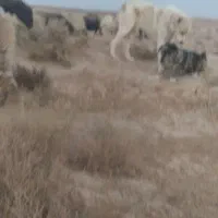 جفت سگ ها دزدیده شدن|حیوانات|اسفراین, |دیوار