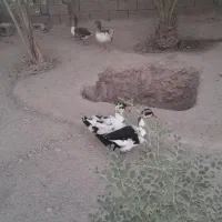 غاز و اردک|حیوانات مزرعه|مهران (هرمزگان), |دیوار