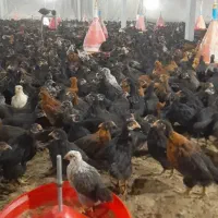 جوجه مرغ تخم گذار ۲ماهه ونیمه