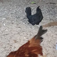 مرغ و خروس مینیاتوری|حیوانات مزرعه|ماهدشت, |دیوار