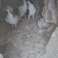 کفتر|پرنده|الوند, |دیوار