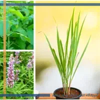 *بهترین دوره مهارتی کشور در*گیاهان دارویی/طب سنتی*