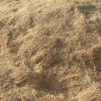 کاه گندم
