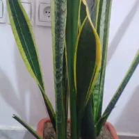 گل سانسوریا