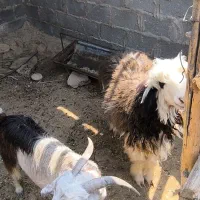 فروش گاو کهره و بره  به صورت یک جا  روستای کنگریشه|حیوانات مزرعه|گراش, |دیوار