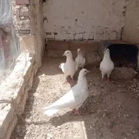 کبوتر