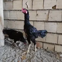 مرغ و خروس لاری اوشامو