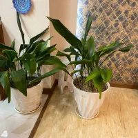 دو عدد گلدان گل عبایی ۷۰ سانتی