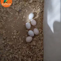 عروس هلندی مولد سخنگو|پرنده|بوکان, |دیوار