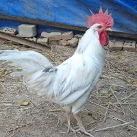خروس محلی