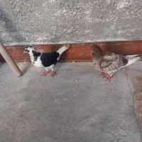 کبوتر جوفت۳۰۰