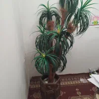 درخت آناناسی با گلدان بزرگ سفالی