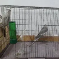 طوطی عروس جفت|پرنده|رشت, نظری|دیوار