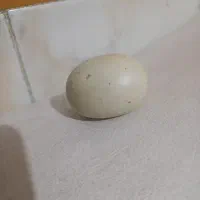 سنگ الماس آسیاب اصل و قدیمی سختی سنگ ۱۰