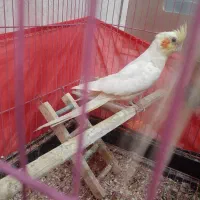 عروس هلندی ماده|پرنده|پاکدشت, پاکدشت (مامازند)|دیوار