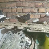 کفتر پرشی|پرنده|نیشابور, ده حلاج|دیوار