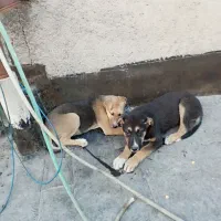 سگ ژرمن دورگ