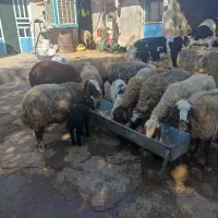 گوسفند(میش وبره)درخرم آباد|حیوانات مزرعه|کوهدشت, |دیوار