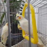 عروس هلندی|پرنده|بروجرد, |دیوار