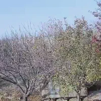 باغ به مساحت هزار متر در کمربندی خوی سلماس