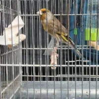 سره قناری دهن لرمست بخون|پرنده|تهران, صادقیه|دیوار