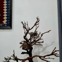 درختچه طبیعی خشک