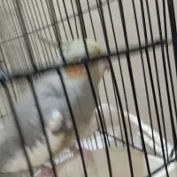 معاوضه ماده عروس هلندی با نر|پرنده|تهران, مشیریه|دیوار