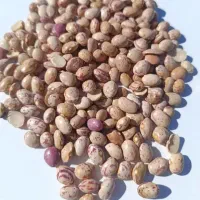 لوبیا چیتی ایرانی زود پز بشرط پخت ۲۱۰