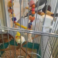 یه جفت عروس هلندی و سه جوجه