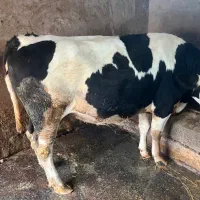 گاو سمینتال