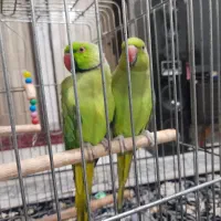 معاوضه با گرینچیک طوطی قناری سهره کبوتر فنچ گلدین