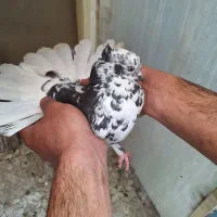کفتر|پرنده|نجفآباد, شهرک صنعتی نجف آباد|دیوار