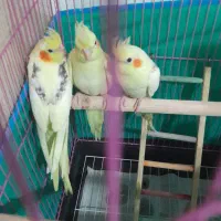طوطی عروس دوکت جفت|پرنده|رشت, نیروی دریایی|دیوار