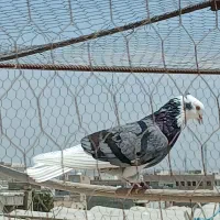 کفتر شازده سبز عتیقه همه چی تو عکس معلومه