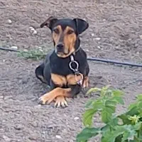 سگ نگهبان دوبرمن