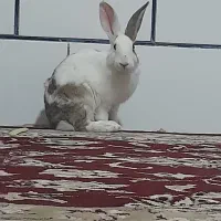 خرگوش