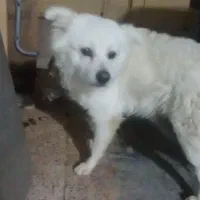 سگ اشپیز|سگ|بندرعباس, |دیوار