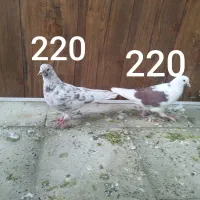 کبوتر پرشی تضمینی|پرنده|ابهر, |دیوار