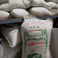 برنج طارم فجر کشت دوم