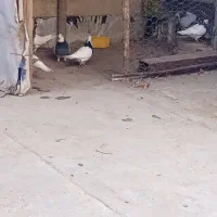 کفتر|پرنده|بجنورد, |دیوار