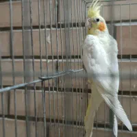 جوجه|پرنده|خمینی‌شهر, |دیوار