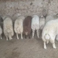 تعدادی بره نر ثابت بتونی به فروش می رسد