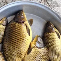 پلدشت  روستای ذاکرلو